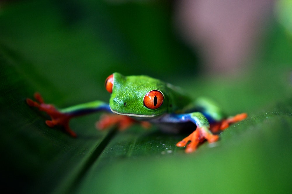 The ‘myth’ of the frog in boiling water ChristianToday Australia